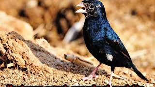 Download lagu Masteran mewah yang lagi ngehits burung indigo Village suara kasar speed lebih rapat mp3