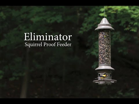 image-Will black pepper keep squirrels away from bird feeders?