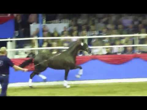 www.reitschule-sandbrink.de Fidertanz - Don Schufro Oldenburger Stallion Licensing Vechta 2011