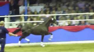 preview picture of video 'www.reitschule-sandbrink.de Fidertanz - Don Schufro Oldenburger Stallion Licensing Vechta 2011'