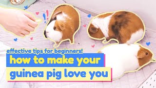 How To Make Your Guinea Pig Love You: Ep.1 | Tips For Beginners | GuineaDad
