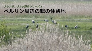 ブランデンブルク野鳥シリーズ２　ベルリン周辺の鶴の休憩地
