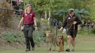 Cheetah &amp; Puppy Playtime - Ruuxa, Raina &amp; Rae Romp Around