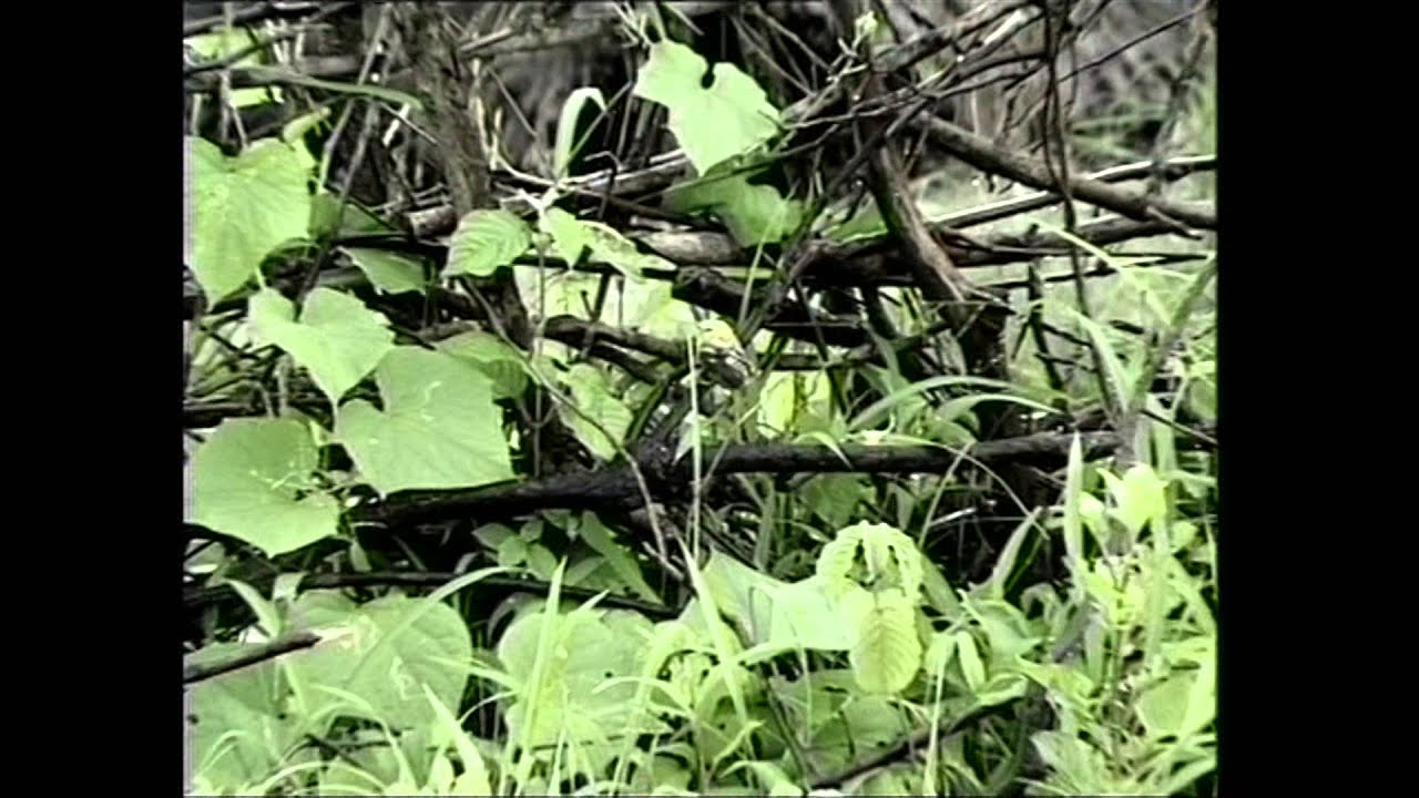 Trailer: Kahankar: Ahankar (Story Maker: Story Taker)