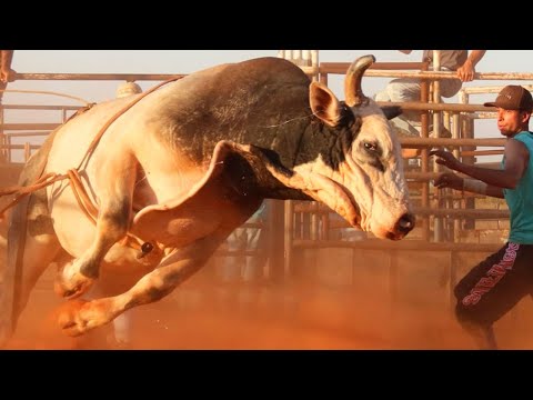 RODEIO EM TOUROS - TREINO NA CIA BARRETINHO COM OS COMPETIDORES JEAN CARLOS E DIEGO ANTONIASSI