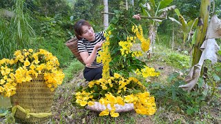 Harvesting orchids on old trees - Orchid pot design | go to the market to sell | Em Tên Toan