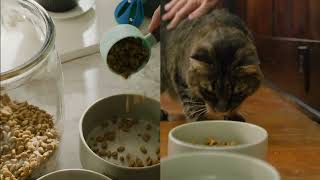 ADT Roger Helps Keep Your Cat Happy While You’re Away