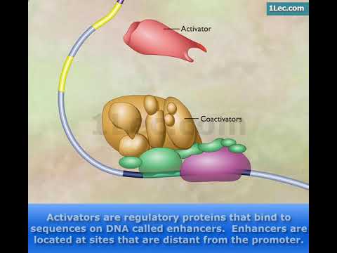 Transcription & Enhancers