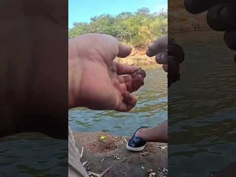 Pesca y Cocina en LOS PUESTOS, Bagres y Asado #pesca #fishing #argentina #fish #tucuman