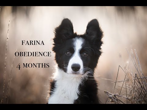 Farina obediece puppy  ~ 4 months
