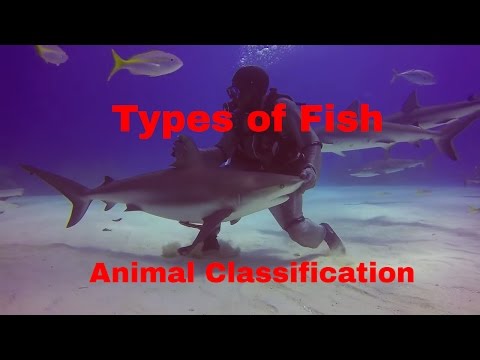 image-What class do fish belong to?