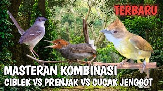 Download lagu MASTERAN THE COMBINATION OF SHARP AND RUDE CIBLEK CRYSTAL SHOOTS VS CUCAK BEARS mp3 Download lagu MASTERAN THE COMBINATION OF SHARP AND RUDE CIBLEK CRYSTAL SHOOTS VS CUCAK BEARS mp3