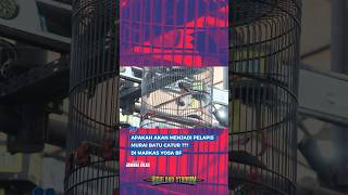 Download lagu PERDANA MAIN KE ARENA 24G MURAI BATU PITAX PELAPIS MURAI CATUR YOSA BF 🔥😱 #muraibatu #kicaumania mp3 Download lagu PERDANA MAIN KE ARENA 24G MURAI BATU PITAX PELAPIS MURAI CATUR YOSA BF 🔥😱 #muraibatu #kicaumania mp3