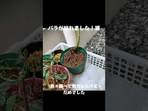 園芸 中国のバラの茂み