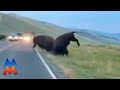 Bison Fight On Road In Yellowstone