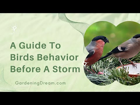 YouTube video about: How do birds act before a storm?