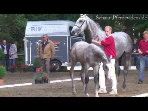 Holsteiner Fohlenchampionat 2014 - Hengste