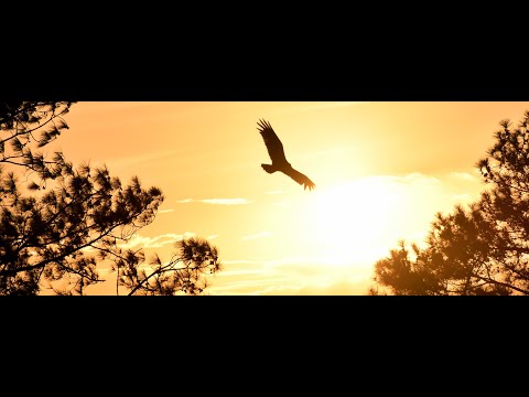 SHARKS  20200602 223853