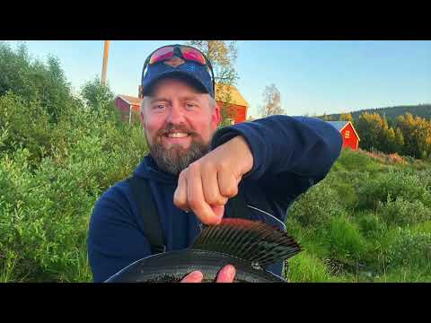 Flugfiske längs Vindelälven (Fly fishing along the Vindel River)