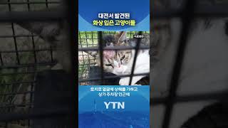 길고양이 얼굴에 토치로 #shorts / YTN