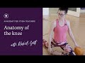 Learn Yoga Anatomy Anatomy Of The Knee