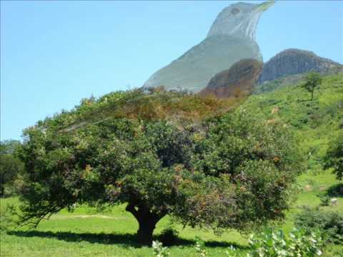 Kara Veia - Pé de Umbuzeiro