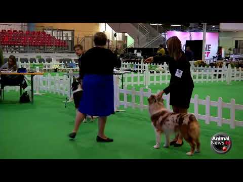 International Desio 2017 - Thursday - Australian, Husky