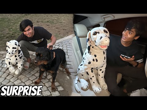 Rottweiler Dog Ka New Dost Agea ???? Surprise