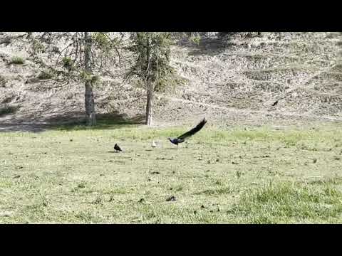 Animals Being Jerks | #shorts | r/animalsbeingjerks