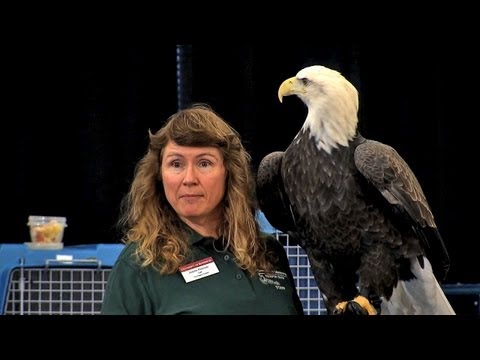 アイオワ州のアウトドアーズ｜猛禽類について学ぶ (301)