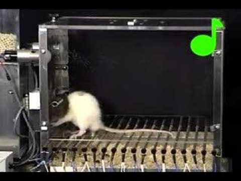 Conditioned suppression of a rat's lever pressing