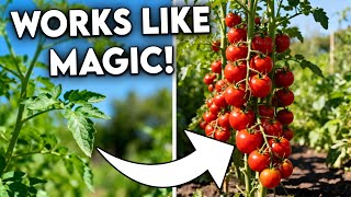 Grow Tons of Tomatoes, Not Leaves - Complete Growing Guide