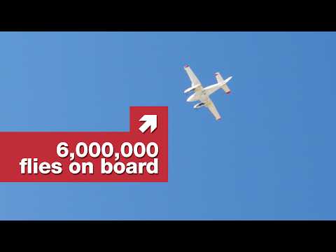 政府為何向加州投放蒼蠅 (Why the government drops flies on California)