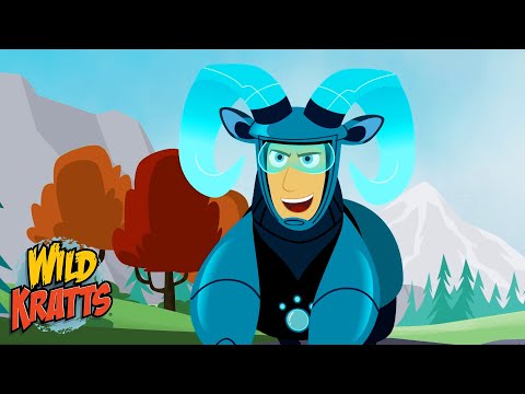 Activate Bighorn Sheep Powers | Race to Goat Mountain | Season 7 | Wild Kratts