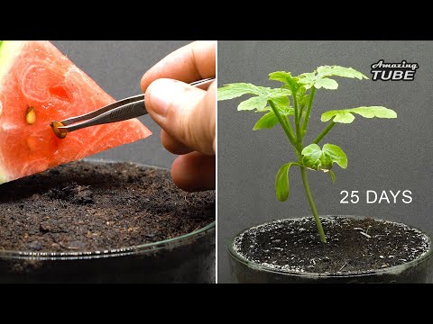 Growing watermelon from seed Time lapse 25 Days
