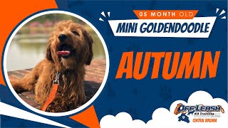 Download Lagu 5MO Mini GoldenDoodle (Autumn) / Off Leash K9 Training / Best Dog Trainers in VA / Richmond, VA Thumbnail