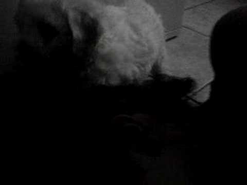 toy poodle cristal n cesia