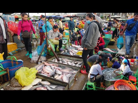 The Second Site Distribute Fish & Seafood in Phnom Penh - Morning Daily Activities of Vendors