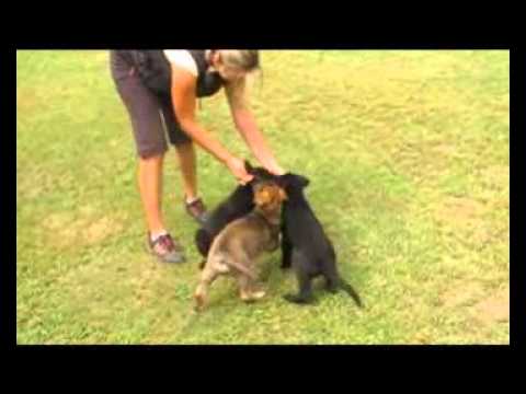 Artzain, Alfa, Azar SIBARYANI - 8 weeks - OBEDIENCE :)