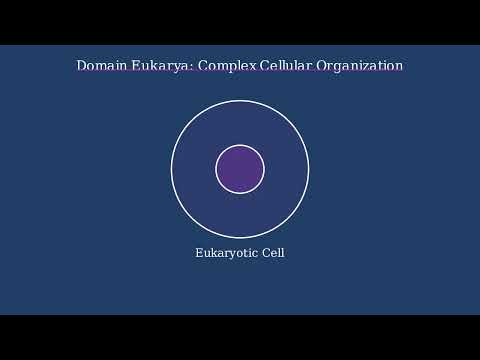 3 Domains of Life – Bacteria, Archaea, Eukarya - Video