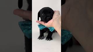 Video preview image #1 Malteagle Puppy For Sale in Benton, LA, USA