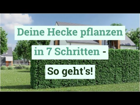 Deine Hecke pflanzen in 7 Schritten - So geht's!