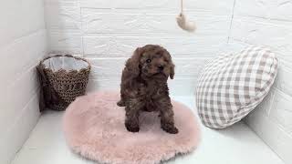 トイプードルの動画01