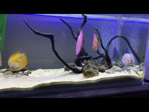 DISCUS & FLOWERHORN | My Fish Tanks