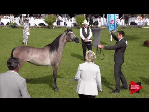 N.105 TREFE AL SHAQAB - Ströhen 2017 Int B-Show - Yearling Fillies (Class C1)