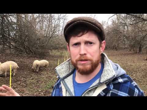 Mangalitsa Pig Farmer