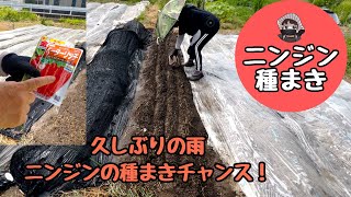 Taking advantage of the rain that has been falling for a while, I planted carrot seeds! [Beta Ric...