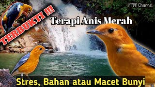 Download lagu TERAPI ANIS MERAH Stres,Bahan atau Macet Bunyi - Suara air terjun #terapianismerah mp3 Download lagu TERAPI ANIS MERAH Stres,Bahan atau Macet Bunyi - Suara air terjun #terapianismerah mp3
