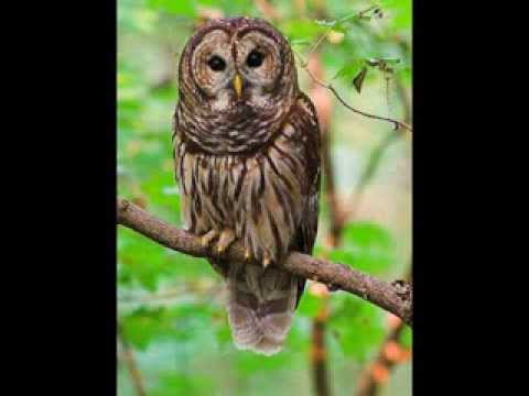 barred owl