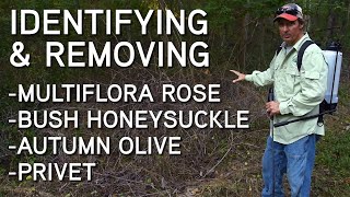 Identifying And Removing Invasive Species | Multiflora Rose, Bush Honeysuckle, Privet, Autumn Olive